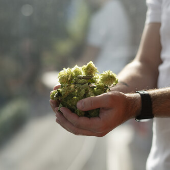 Mains au houblon